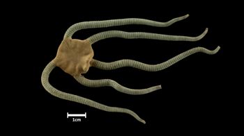 Media type: image;   Invertebrate Zoology OPH-4165 Description: Top of brittle star with a view of the disc.;  Aspect: dorsal